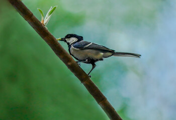 Fototapeta premium great tit parus major