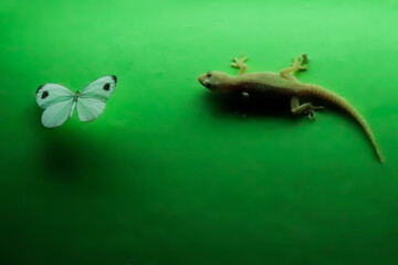Fototapeta premium lizard on a leaf
