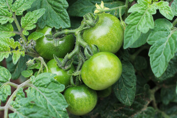 The Young Green Tomatos on the Branch