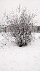frosts in the North landscape of the city