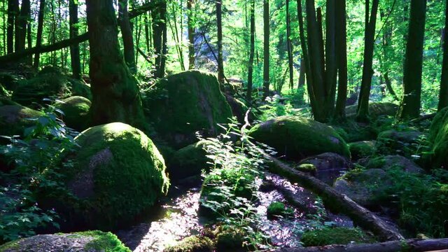 Wanderung durch "Die H&ouml;lle" H&ouml;llbachtal im Bayerischen Wald Niederbayern Deutschland