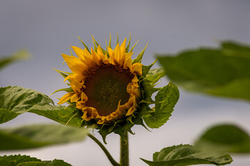 Beautiful sunflower field with bright colors