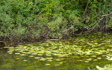 GUJAN MESTRAS (Bassin d'Arcachon, France), parc de la Chêneraie