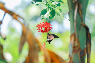 butterfly on flower 