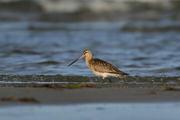 Bar-tailed godwit (Limosa lapponica)