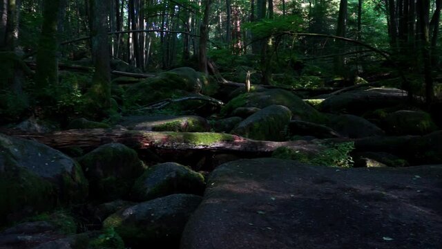 Wanderung durch "Die H&ouml;lle" H&ouml;llbachtal im Bayerischen Wald Niederbayern Deutschland