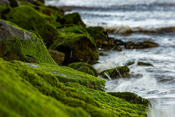 moss covered rock jetty Atlantic Ocean coastline