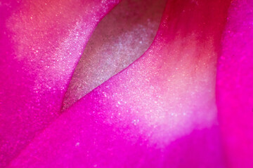 Pinke Blüte