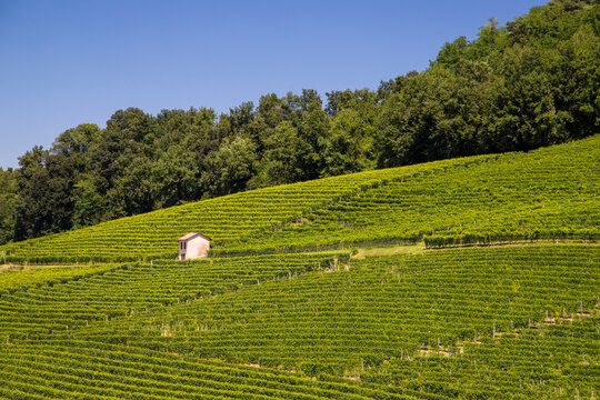 Le vigne nelle Langhe in Italia in Piemonte in una assolata giornata di estate