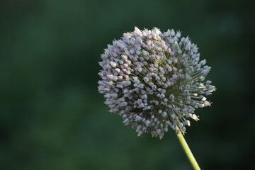 beautiful round white flower