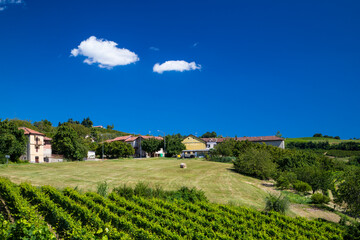 Fototapeta na wymiar Le vigne nelle Langhe in Italia in Piemonte in una assolata giornata di estate