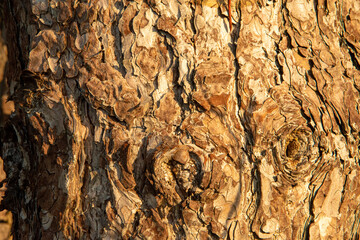 Close up of bark of a pine tree
