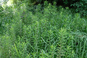 Canada goldenrod and other weeds.