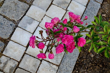 Photo of a rose bush with blooming pink color for greeting in a nature park, Sofia, Bulgaria     