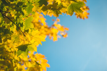Fototapeta na wymiar Orange autumn leaves background.