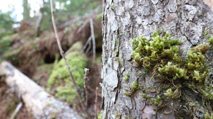 北海道で撮影したヒムロゴケです
Pterobryum arbuscula