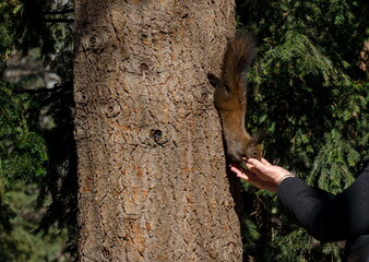 The brown-tailed squirrel on a tree trunk in a park takes food by hand, Sofia, Bulgaria    