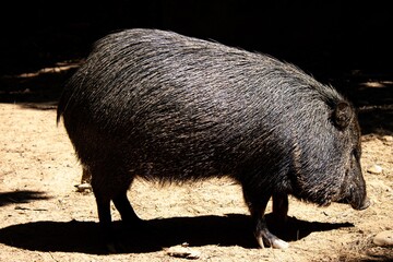 Wild boar
