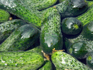 fresh green cucumbers picked in summer