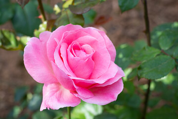 Pink rose close up with natural background