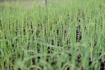 shallot sprout seedling plant growing in nursery greenhouse