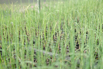 shallot sprout seedling plant growing in nursery greenhouse