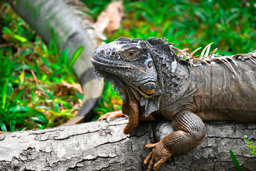 iguana in the zoo