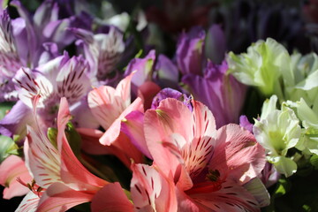close up of a alstroemeria colorful flowers 