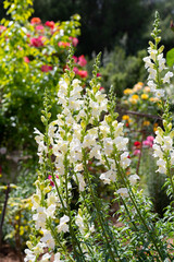 Antirrhinum majus (Snapdragon) white flowers