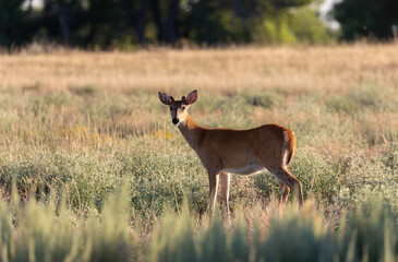 Whitetail Deer Buck in Colorado in Summer