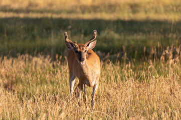 Whitetail Deer Buck in Colorado in Summer