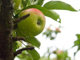 樹上の若いりんご