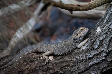 grey lizard on a dry tree