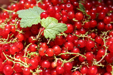 Fresh, red currants background