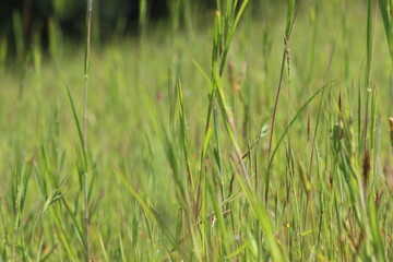 green grass background