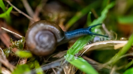 atypical blue snail. Macro view