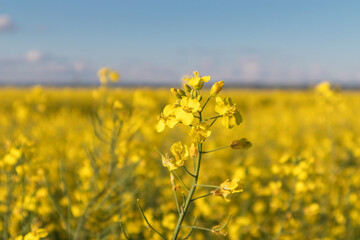 Oilseed Rape blossoms on yellow rapesees field. Canola Cultivated Agricultural Field