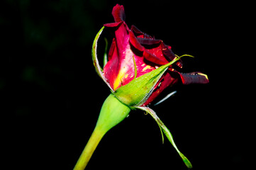 close-up - a bud of a fragrant rose of maroon color on a black background