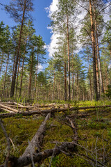 Green forest, panoramic view. Beautiful summer day in woods.