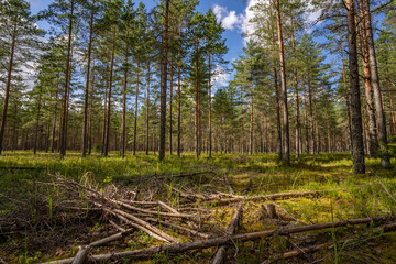 Green forest, panoramic view. Beautiful summer day in woods.