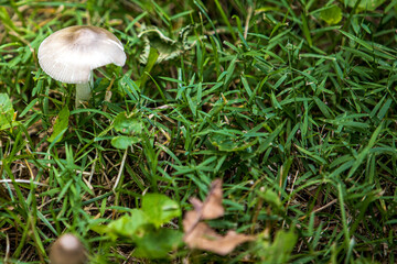 White Fibercap mushroom A1R_6943