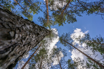 Green forest, panoramic view. Beautiful summer day in woods.