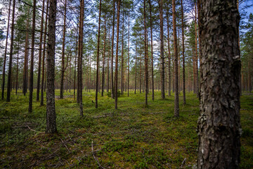 Green forest, panoramic view. Beautiful summer day in woods.