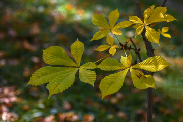 Allphotokz Gorkiypark 20191026 4627 D810 S