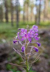 Viscaria vulgaris, close up, wide shot. Purple flower in green summer forest.