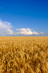 Field of golden wheat at blue sky background with white clouds, copy space
