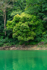 Kenyir lake water with tropical forest trees. Beautiful tranquill idylic view.