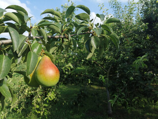 pear on the tree, place for text. summer harvest. fruits in the garden. gardening, agriculture. growing pears