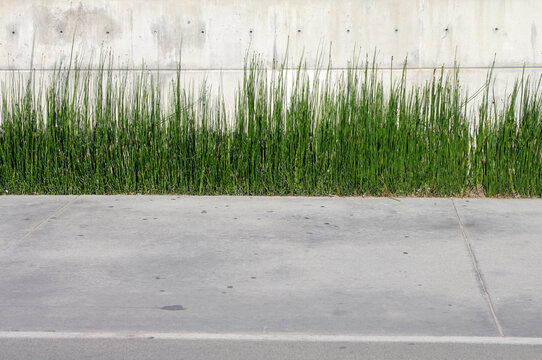 Gras in front of a concrete wall. Space for text