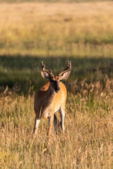 Whitetail Deer Buck in Colorado in Summer